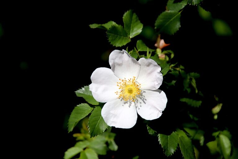 10 Simple Ways to Boost Your Savings Rate and Achieve Financial Freedom