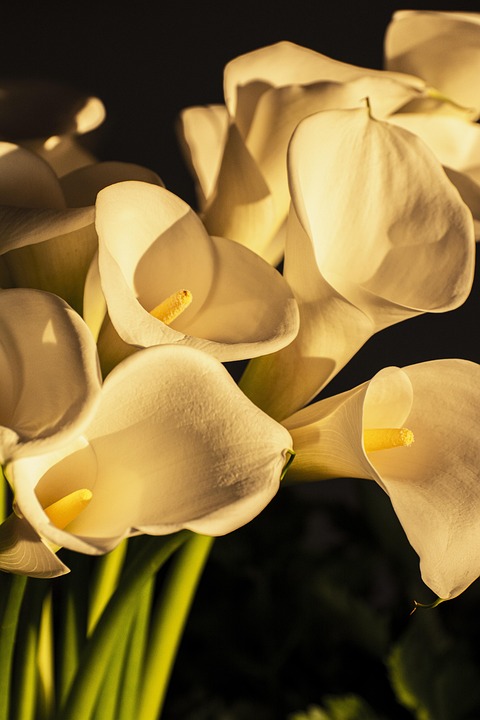 From Rags to Riches: Successful Millionaires Share Their Top Tips for Achieving Success