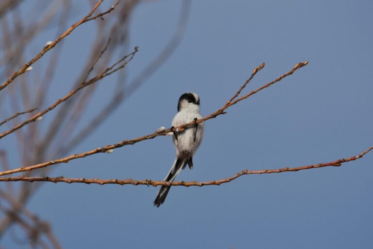 The Ultimate Guide to Creating a Winning Business Strategy