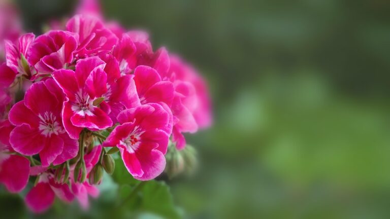 Facebook’s ‘Holodeck for Social Good’: How VR and AR Are Enabling Philanthropic Efforts to Reach New Heights