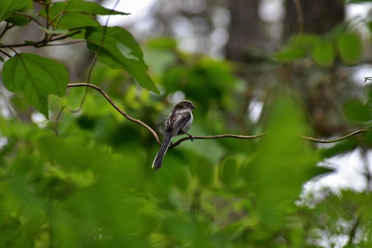 The Ultimate Guide to Social Media Success: Expert Strategies Revealed