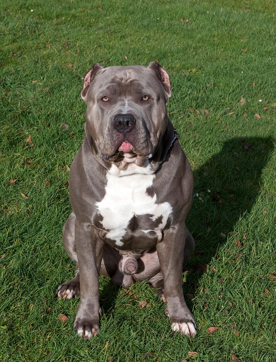 Bull Run Continues: Top Stocks to Watch as Market Surges to New Heights